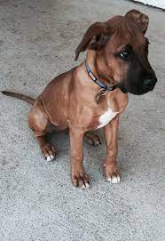 Sam The Boxador Boxador Puppies Black Mouth Cur Dog Boxer Puppies