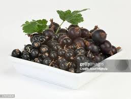 Image result for jostaberry