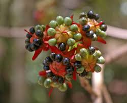 Image result for Ochna atropurpurea