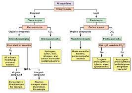 Image Result For Autotroph Chemolithotroph Heterotroph Phototroph