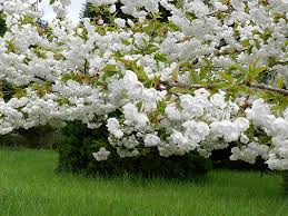 Prunus Serrulata Mt Fuji Landscape Plants Oregon State University