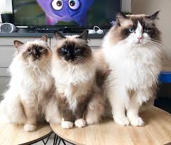 2:11 clara caramel 6 558 просмотров. Birman Vs Ragdoll The Little Carnivore