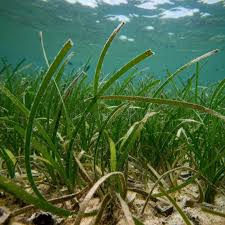 Image result for Cymodoceaceae