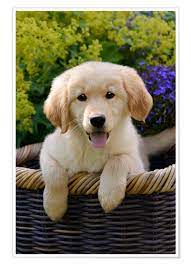 Hundezucht während der corona krise für uns war die aufzucht des letzten wurfes. Katho Menden Niedlicher Golden Retriever Welpe Poster Online Bestellen Posterlounge De