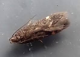 Image result for Bryotropha similis