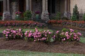 People tend to think of rhododendrons as larger evergreen plants with big clusters of blooms. Espoma Plant Azaleas In Early Fall Espoma