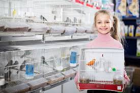Birds of all types and sizes are certainly captivating creatures, but some of the most impressive ones are the large. Best Pet Birds For Children The Happy Chicken Coop