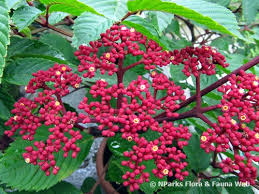 Image result for Ficus barteri