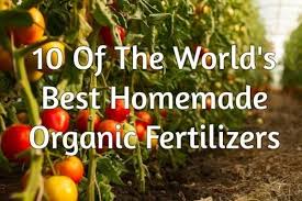 best homemade organic fertilizers
