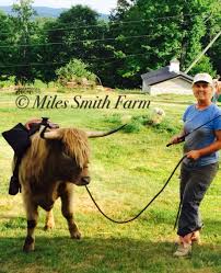 Bleu Is Training For Being Arising Cow Cow Riding Animals