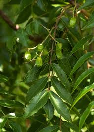 Image result for Kirkia