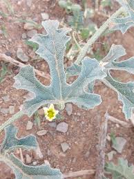 Image result for Cucumis meeusei