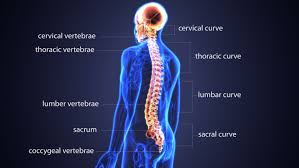 The human spine is composed of 4 sections of vertebrae. Anatomy Of The Spine