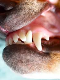 They can do this when we let them be as opposed to entertain them all the time we are with them. How To Stop A Shih Tzu Puppy From Biting Shihtzuandyou Com