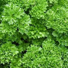 Although all of the plant is flavored and edible. Herb Seeds Bear Garlic Wild Garlic Seeds Cp244 Chili Punk Berlin