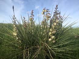 Image result for Yucca