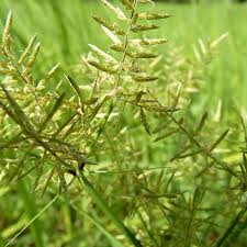 Image result for Pycreus macrostachyus