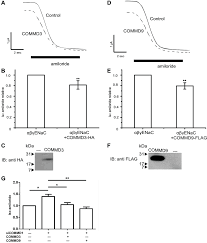 Commd3 And 9 Inhibit The Amiloride Sensitive Short Circuit