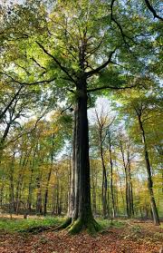 Bois de la cambre is een geweldige plek voor wandelen, sport en vrije tijd. Took This Today At The Bois De La Cambre These Trees Are Huge Brussels