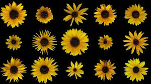 39 gambar sketsa bunga indah sakura mawar melati matahari. Tak Hanya Minyak Biji Ini13 Manfaat Bunga Matahari Bagi Kesehatan