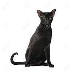 Available Oriental Kittens For Sale & Cats For Adoption