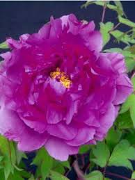 Afin de conserver la beauté de cette plante, il faut éliminer les fleurs fanées au fur et à mesure, en attendant la taille de la pivoine arbustive consiste donc uniquement à : Pivoine Arbustive Mauve Paeonia Suffruticosa Le Jardin Du Pic Vert