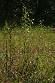 Image result for Habenaria nyikana