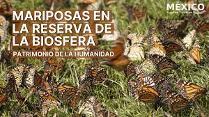 Santuario De La Mariposa Monarca En Michoacan Mexico Reserva De La Biosfera 2020 Youtube
