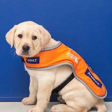 Guide Dogs Queensland Giving Day!