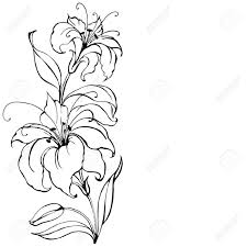 Black And White Lily Clipart Lily Flower Lilies Drawing Flower Art Drawing Lilly Flower Drawing
