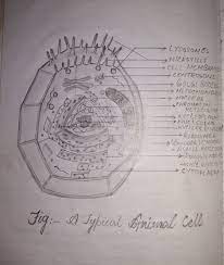 It is a phospholipid bilayer surrounding the entire cell with cytoplasm and the organelles in the cell cytoplasm. Draw A Well Labeled Diagram Of Animal Cell An Mention One Function Of The Main Cell Organelles Brainly In