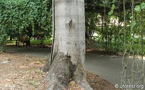 Image result for Hymenaea courbaril