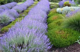 Image result for lavender cuttings
