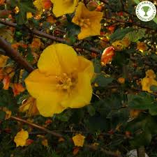 One of the most beautiful flowering trees, the african tulip is native to africa and reaches a height of up to 60 feet. Fremontodendron California Glory Flannel Tree California Fremontia
