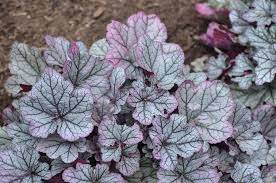 Purple tones more in the spring. Mt Cuba Center Heuchera Spellbound Mt Cuba Center
