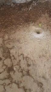 Termites will have wings until they have built a nest in which they will then shed their wings. Greenlight Termite And Pest Home Facebook