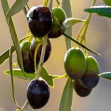 Image result for Olea