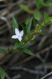 Fruits are green, often floating on water. Native Florida Wildflowers 2021