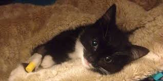 Webmd provides comprehensive cat health information covering a wide variety of symptoms affecting your pet. Help My Cat Was Hit By A Car Road Injuries Walkerville Vet
