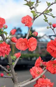 No products found in this collection. This Orange Storm Flowering Quince Is Absolutely Stunning On A Grey Early Spring Day Fully Doub Flowering Quince Flowering Trees Flowering Shrubs For Shade