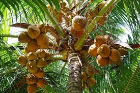Penjualan kelapa dengan cara menaruh buah kelapa di pinggir jalan dan menunggu truk/pengguangkut barang lewat. 7 Manfaat Pohon Kelapa Disebut Tanaman Paling Serbaguna