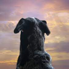 We offer same day pick up from your home or veterinary office. When My Dog Died I Discovered A Thriving Pet Funeral Industry I Never Knew Existed Self