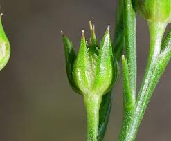 Image result for Limeum sulcatum