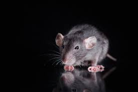 Norway rats occupy lower portions of the building and the ground. Tips On How To Get Rid Of Rats Outside Of Your Property
