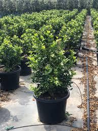 Image result for Murraya paniculata