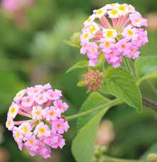 Planta Toxica Lantana Camara Camara Cambara Camara De Cheiro Big Sage Wild Sage Red Sage White Sage Toxic Plant Lantana Lantana Camara Flowers