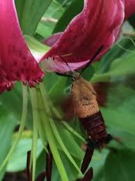 Maybe you would like to learn more about one of these? Hummingbird Or Butterfly The Sphinx Moth Is Unique