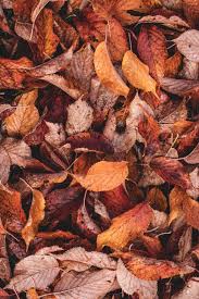 Check spelling or type a new query. 900 Fall Background Images Download Hd Backgrounds On Unsplash