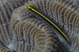 Image result for Lepidagathis randii