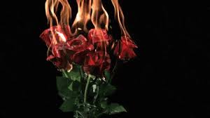 3,715 free photos of burn. Free Slow Motion Footage Burning Roses Burning Rose Aesthetic Gif Cool Gifs